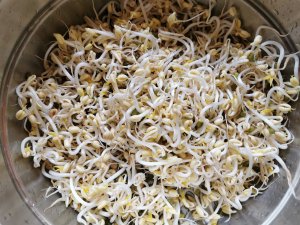 Faire germer des pousses de soja à la maison